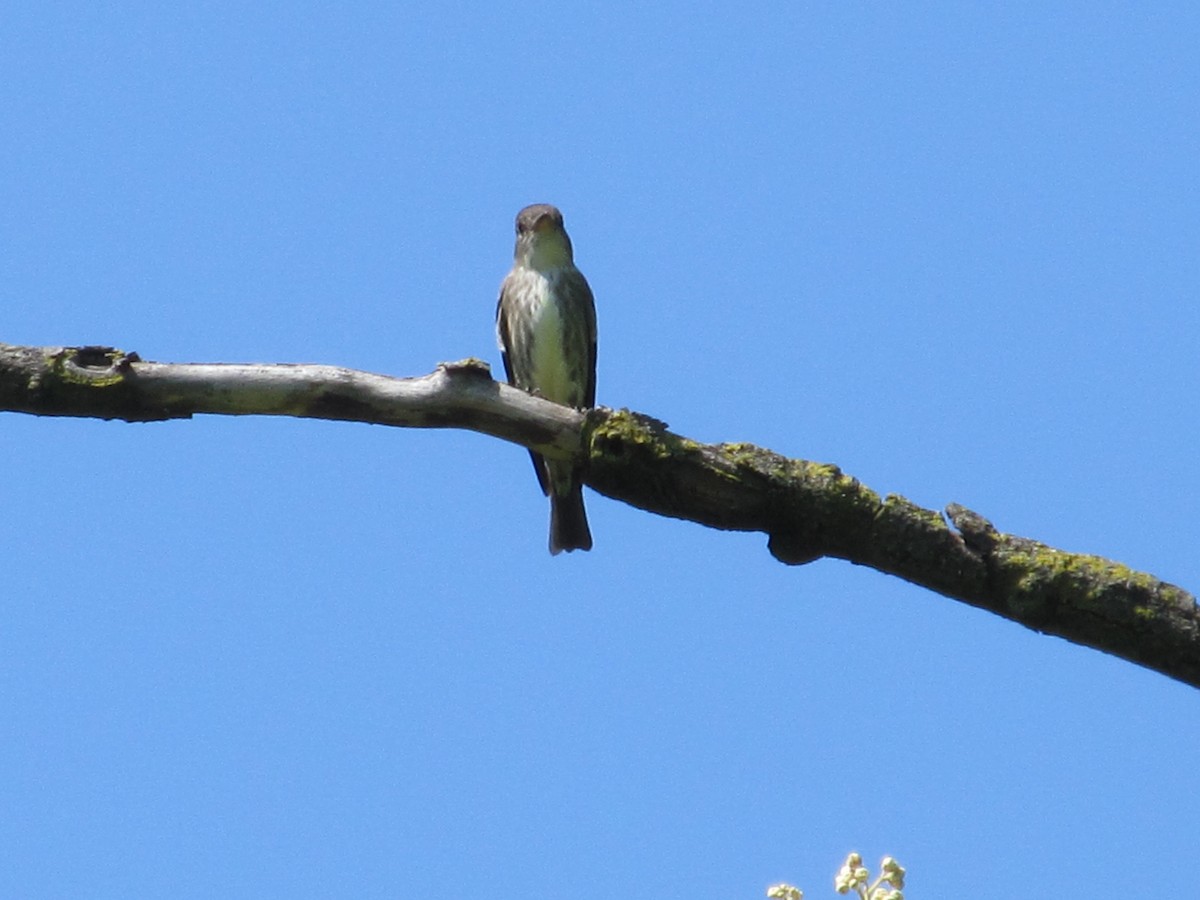 Olive-sided Flycatcher - ML101668391