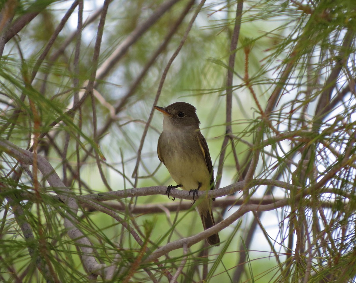 Willow Flycatcher - Tom Edell