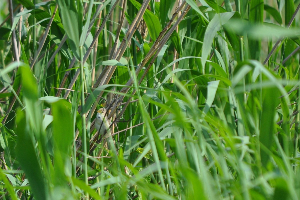 Их охил бялзуухай - ML101670851