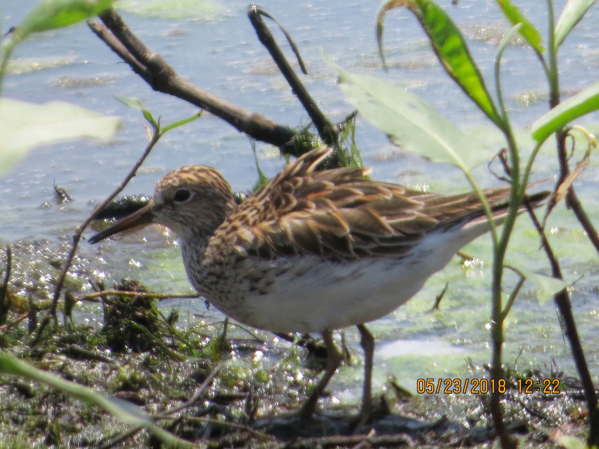 Pectoral Sandpiper - ML101671601