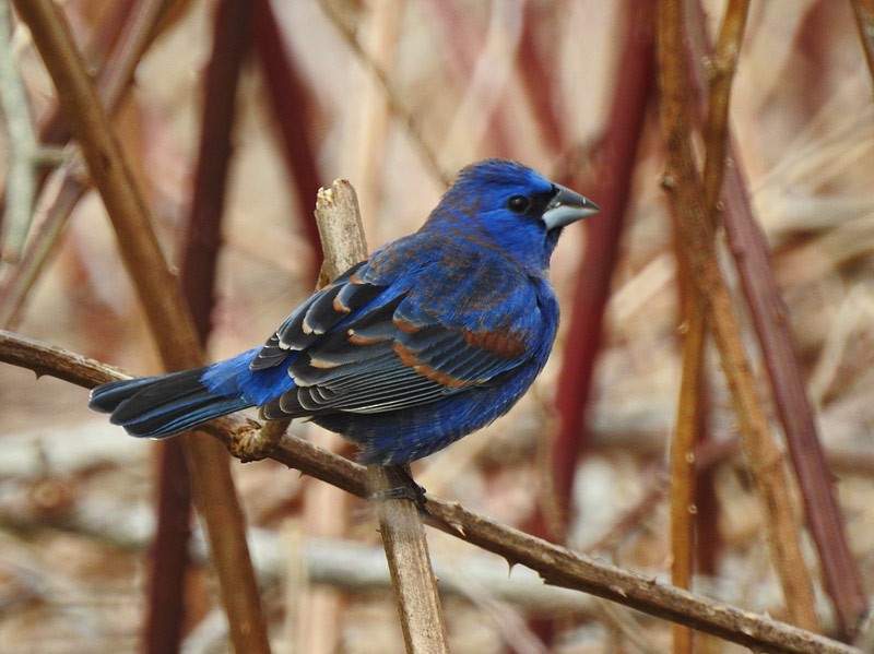 Blue Grosbeak - Nova Scotia Bird Records