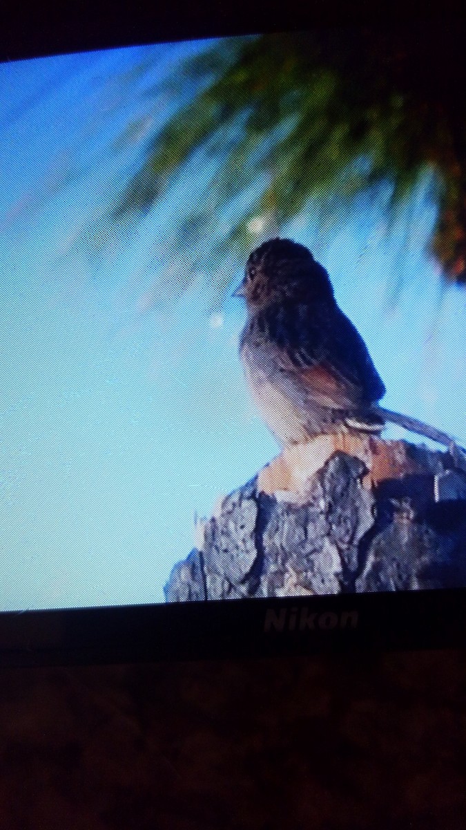 Bachman's Sparrow - ML101673491