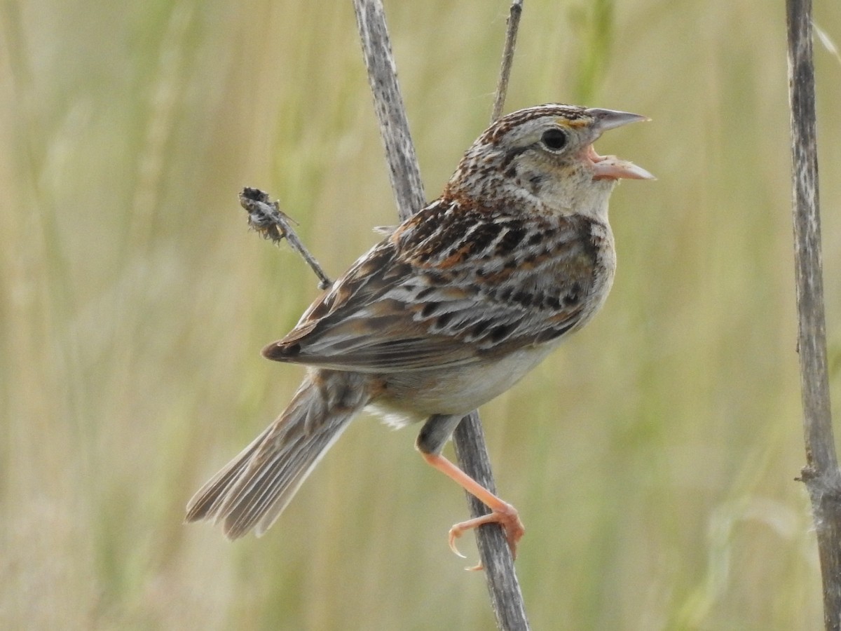 Grasshopper Sparrow - ML101675141