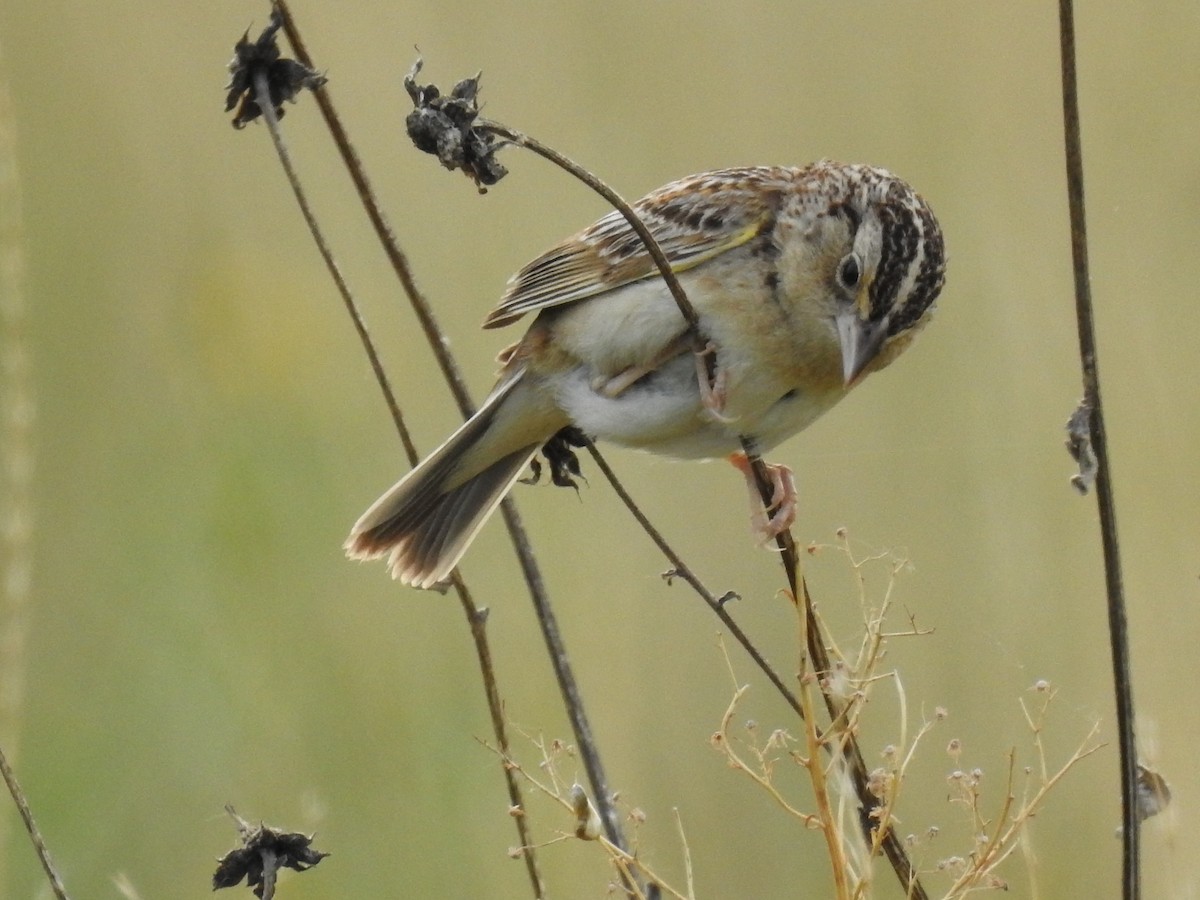 Grasshopper Sparrow - ML101675201