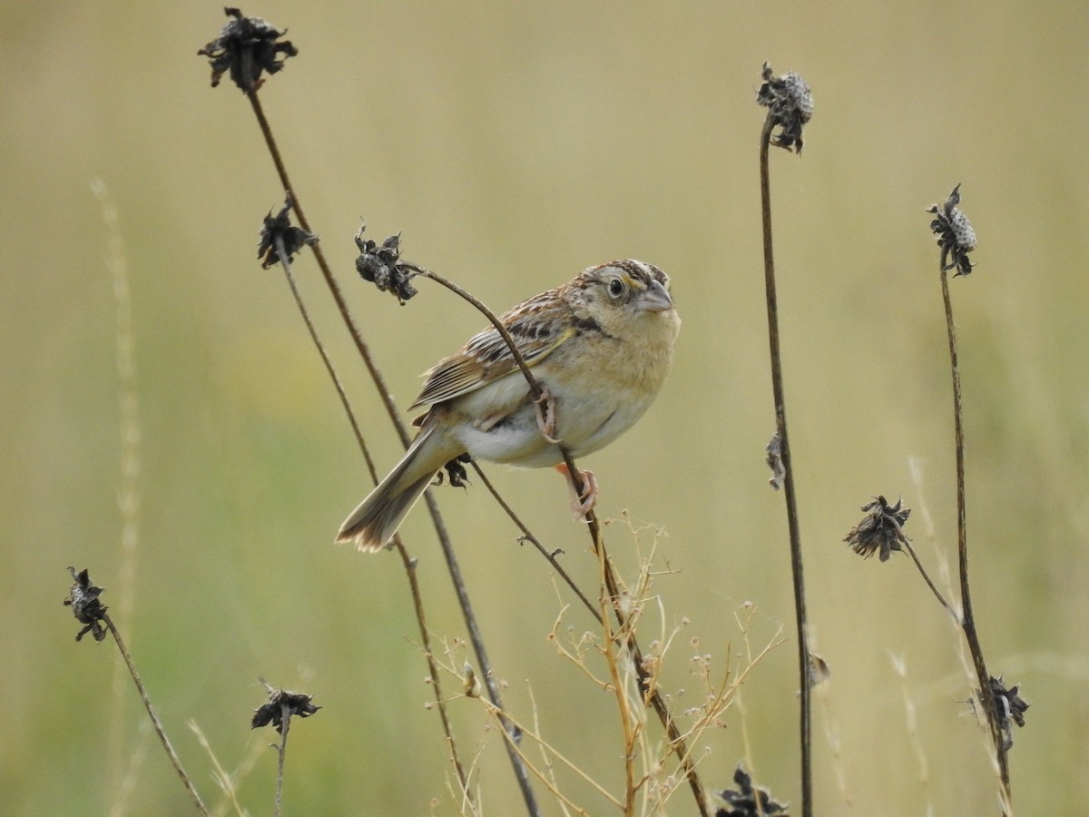 Grasshopper Sparrow - ML101675271