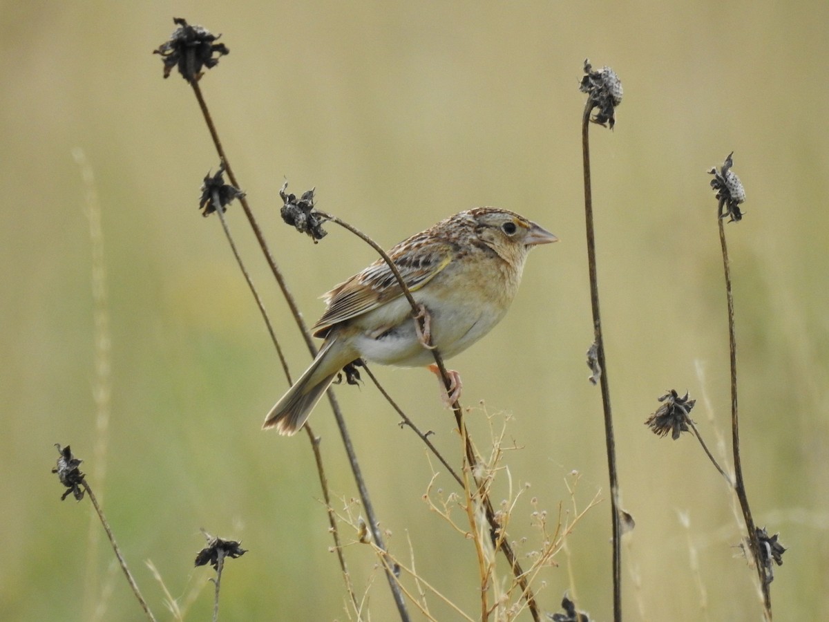 Grasshopper Sparrow - ML101675301