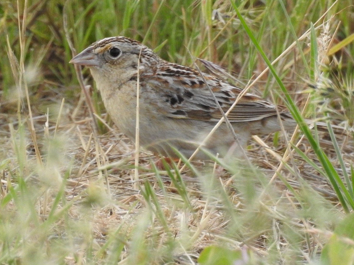 Grasshopper Sparrow - ML101675361