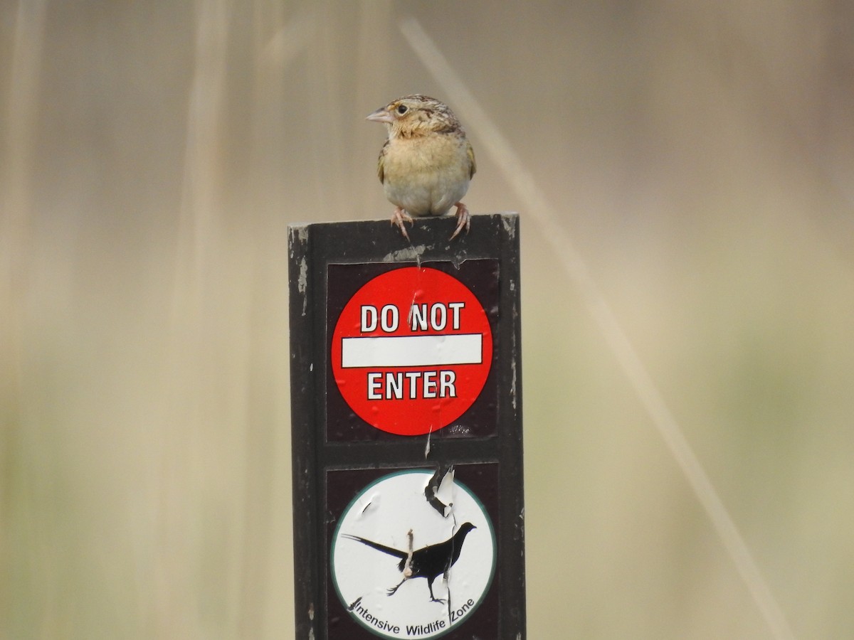 Grasshopper Sparrow - ML101675411