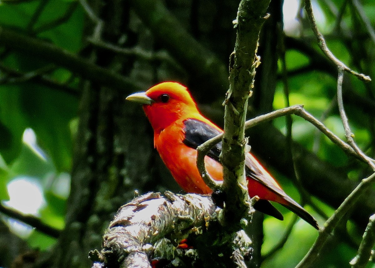 Scarlet Tanager - ML101677381