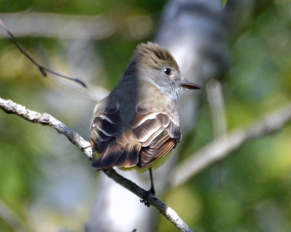 Great Crested Flycatcher - Michael J Good