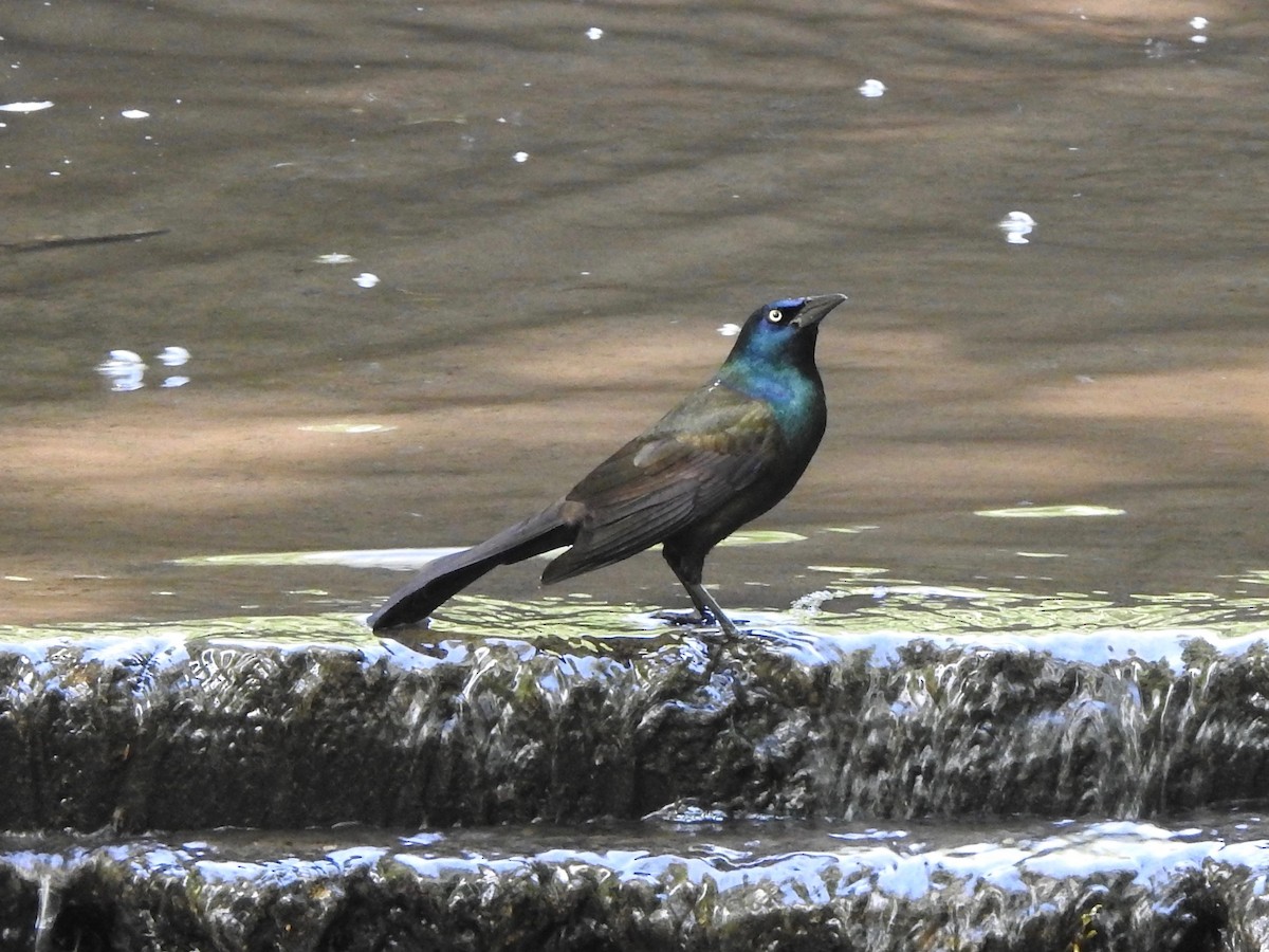 Common Grackle - ML101679041