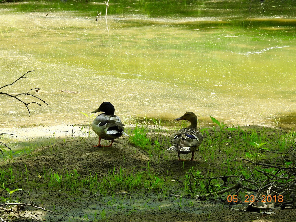 Зэрлэг нугас - ML101679161