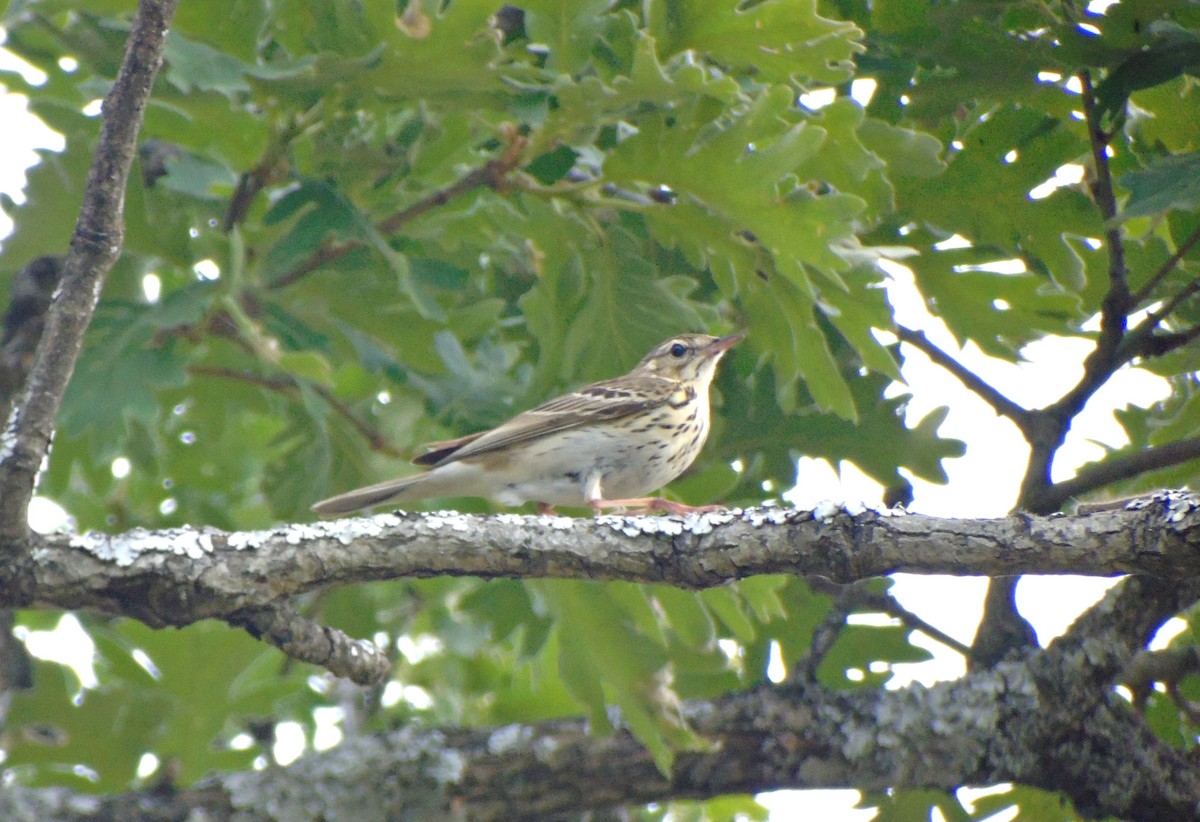 Tree Pipit - ML101679681