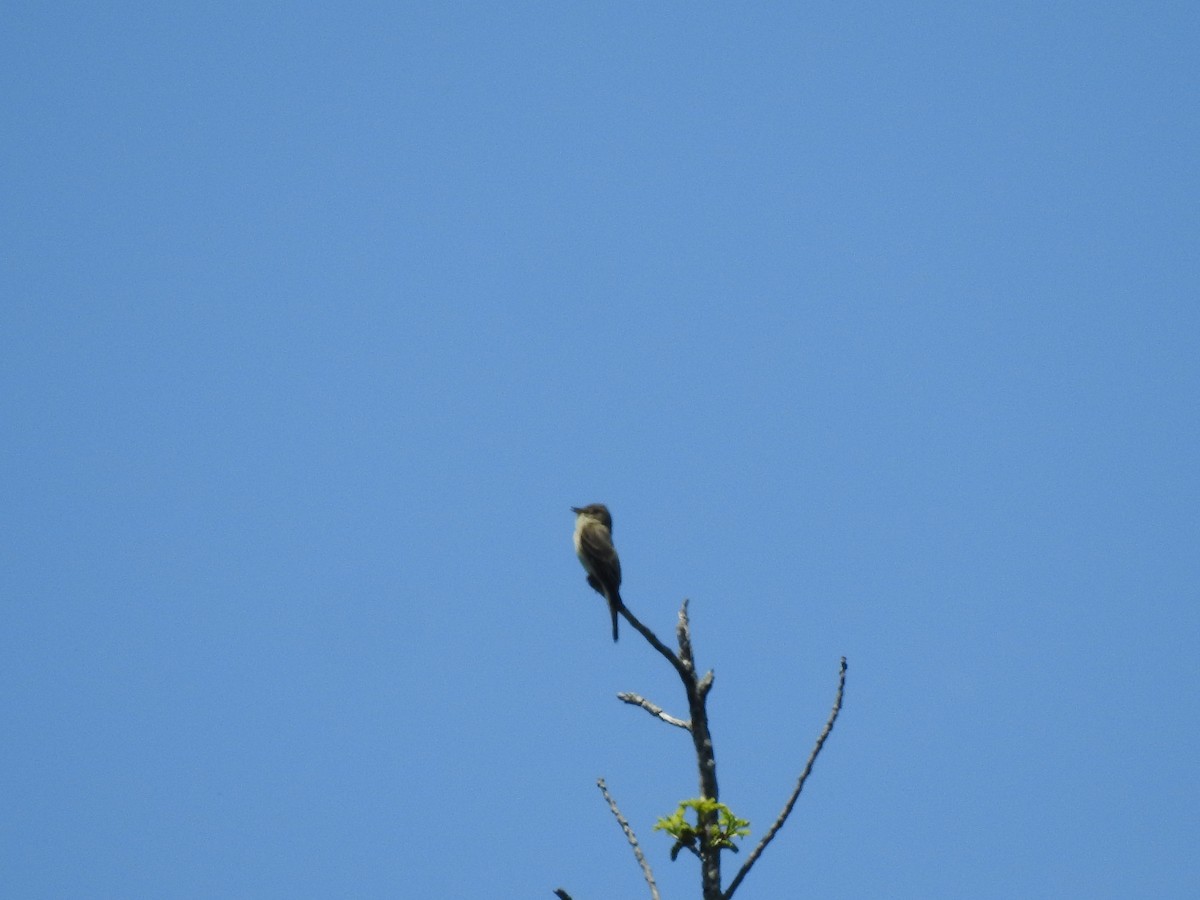 Eastern Wood-Pewee - ML101679851