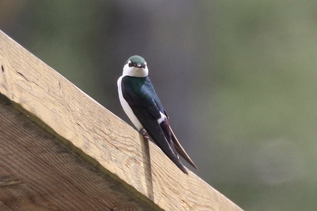Violet-green Swallow - ML101680361