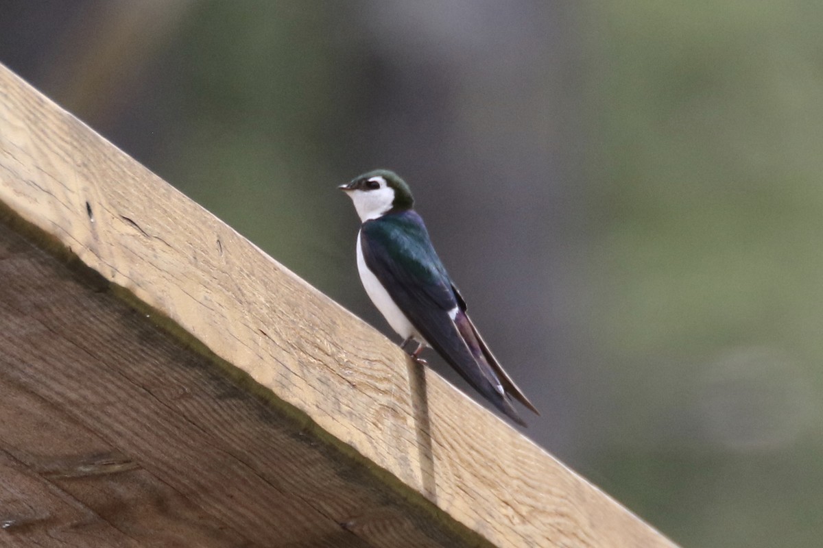 Violet-green Swallow - ML101680371