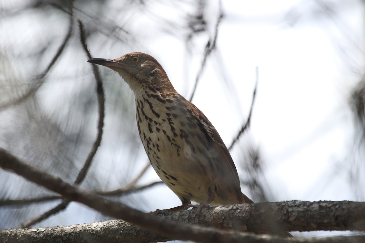 Brown Thrasher - Anne Ruben