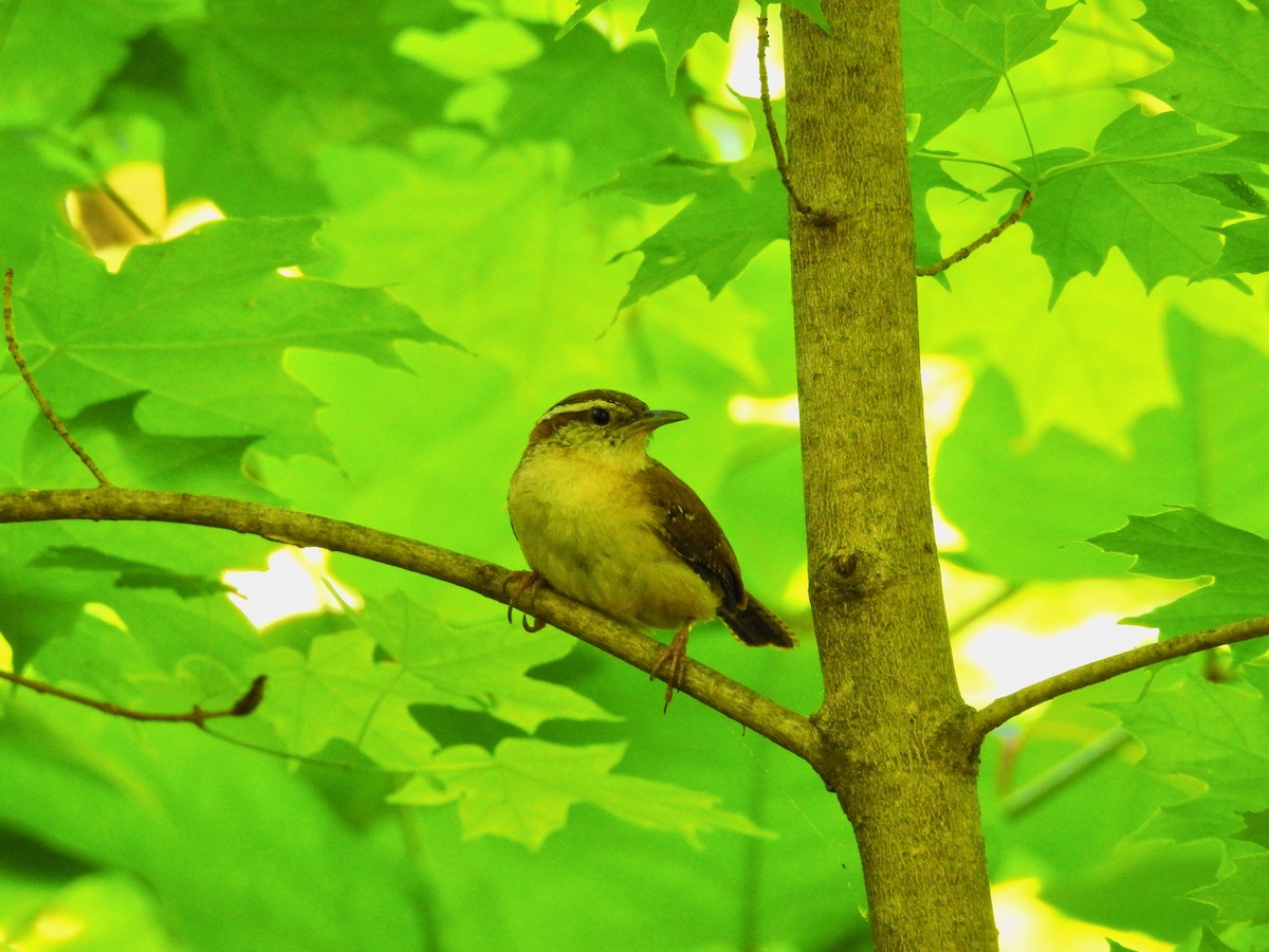Carolina Wren - ML101680801