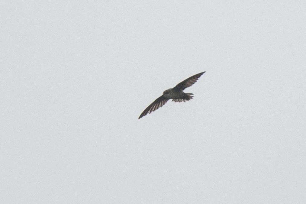 Chimney Swift - Nancy Christensen