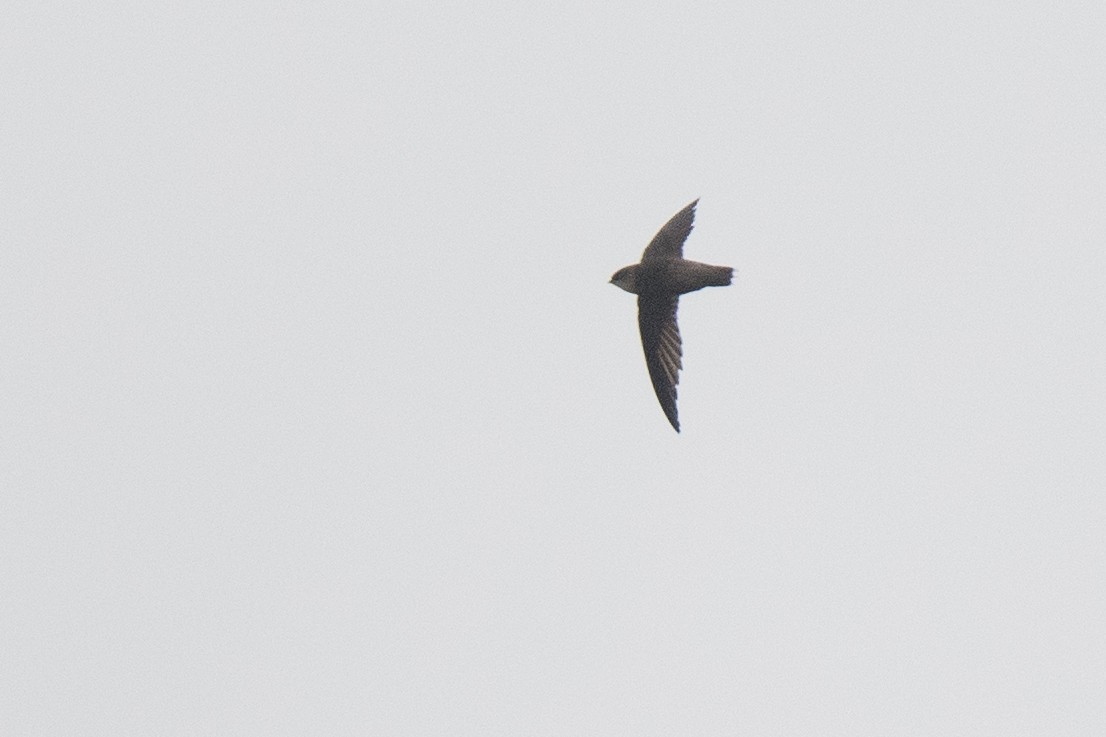 Chimney Swift - ML101681841