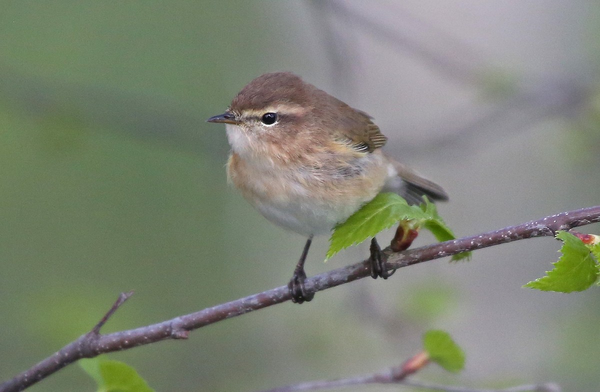 Mosquitero Montano - ML101683561