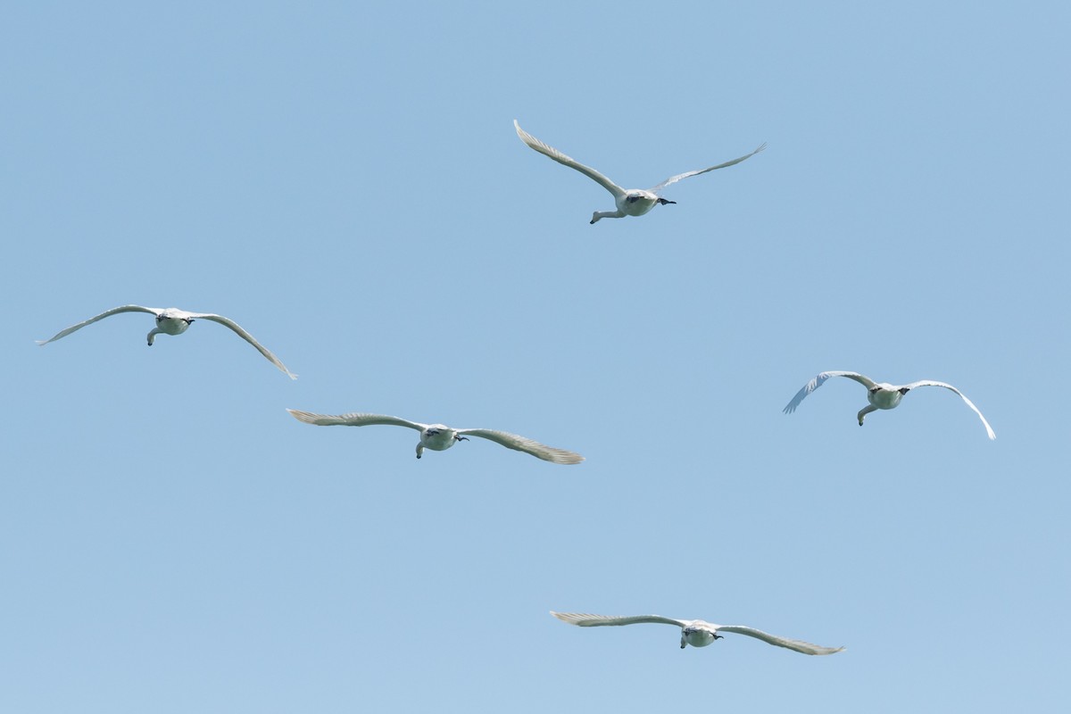 Trumpeter Swan - ML101688521
