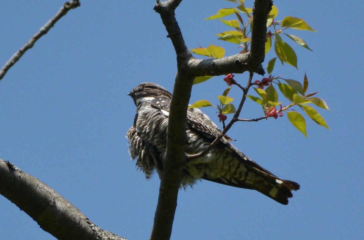 Common Nighthawk - ML101688621