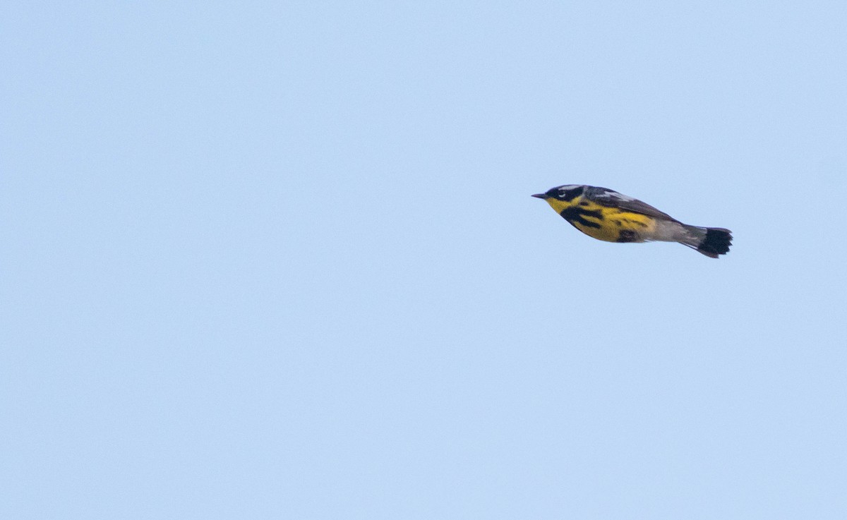 Magnolia Warbler - Doug Gochfeld