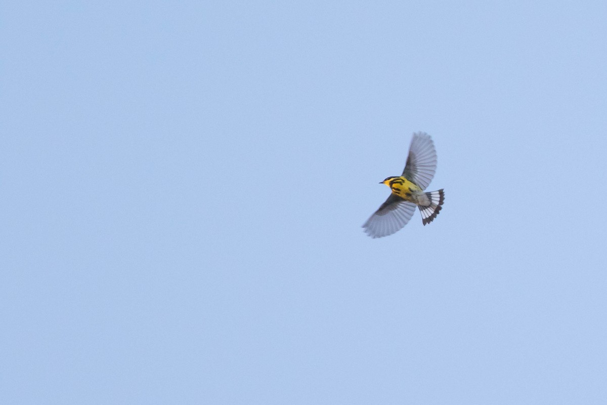 Magnolia Warbler - Doug Gochfeld