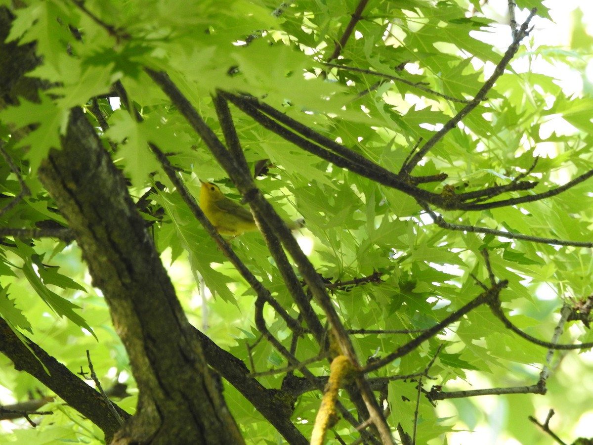 Wilson's Warbler - ML101692351