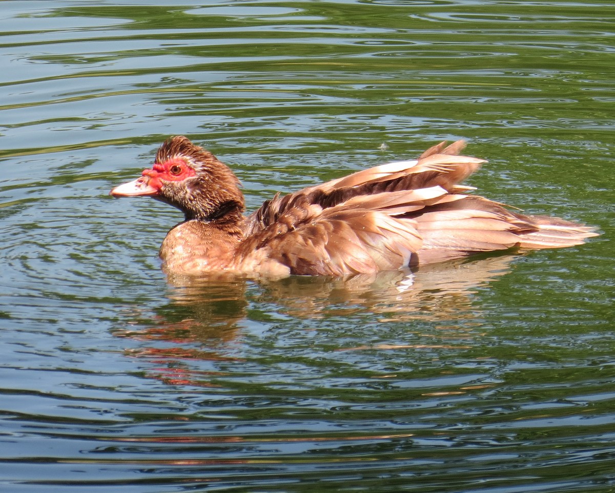 Muscovy Duck (Domestic type) - ML101692431