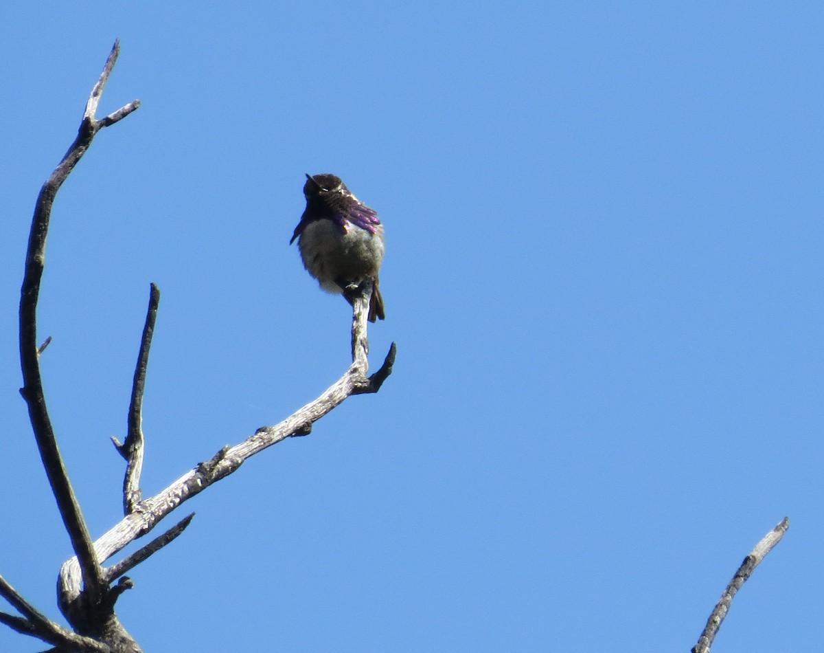 Colibrí de Costa - ML101692721