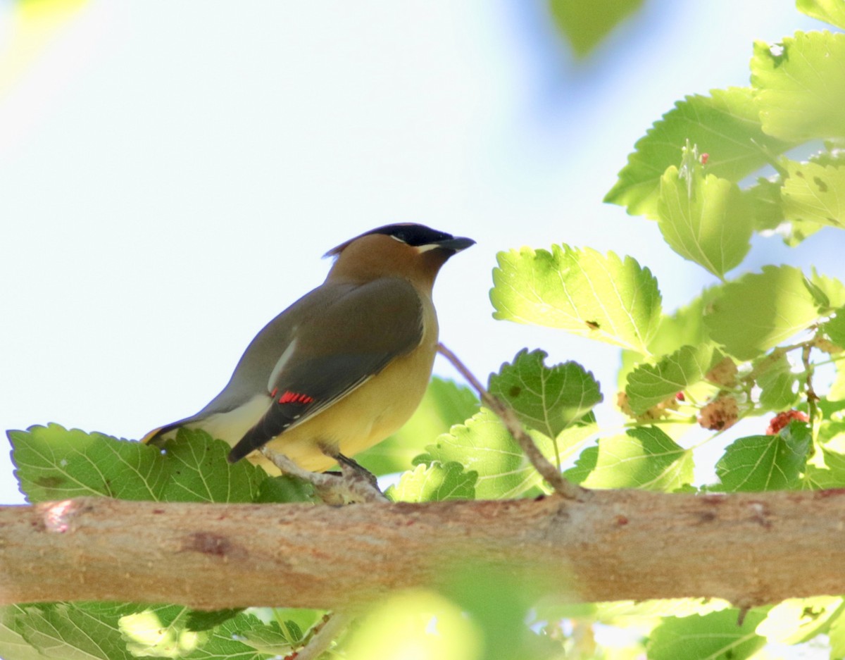 Cedar Waxwing - ML101693281