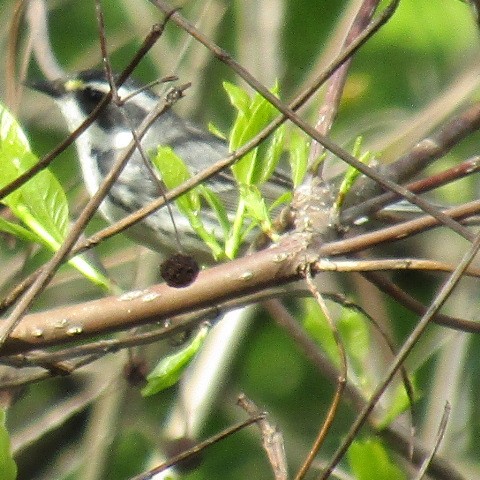 Black-throated Gray Warbler - ML101693311