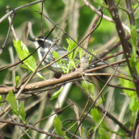 Black-throated Gray Warbler - ML101693321
