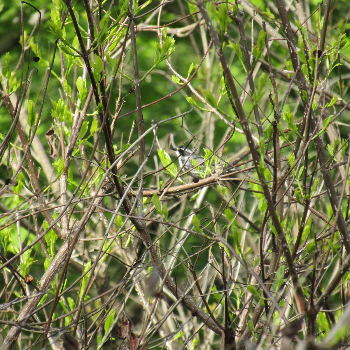 Black-throated Gray Warbler - ML101693341