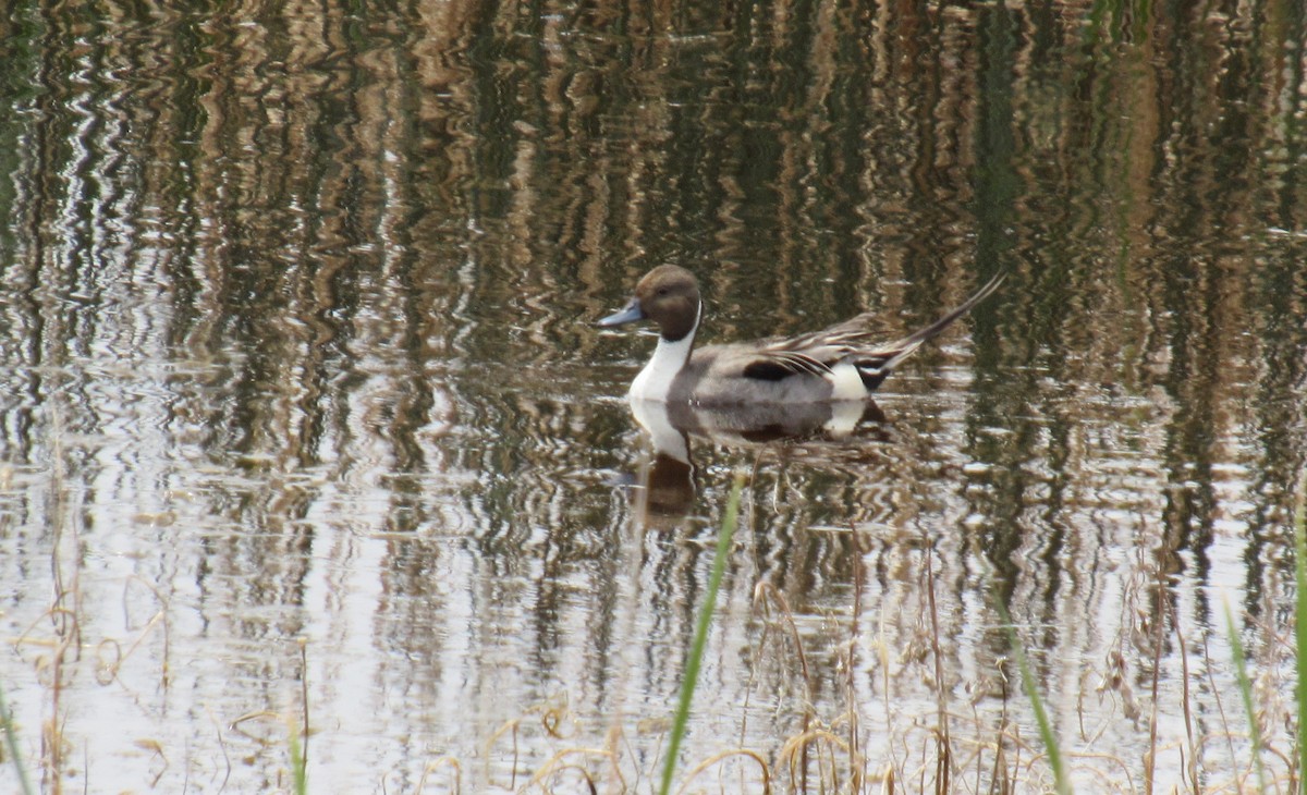 Northern Pintail - Adrienne McGill