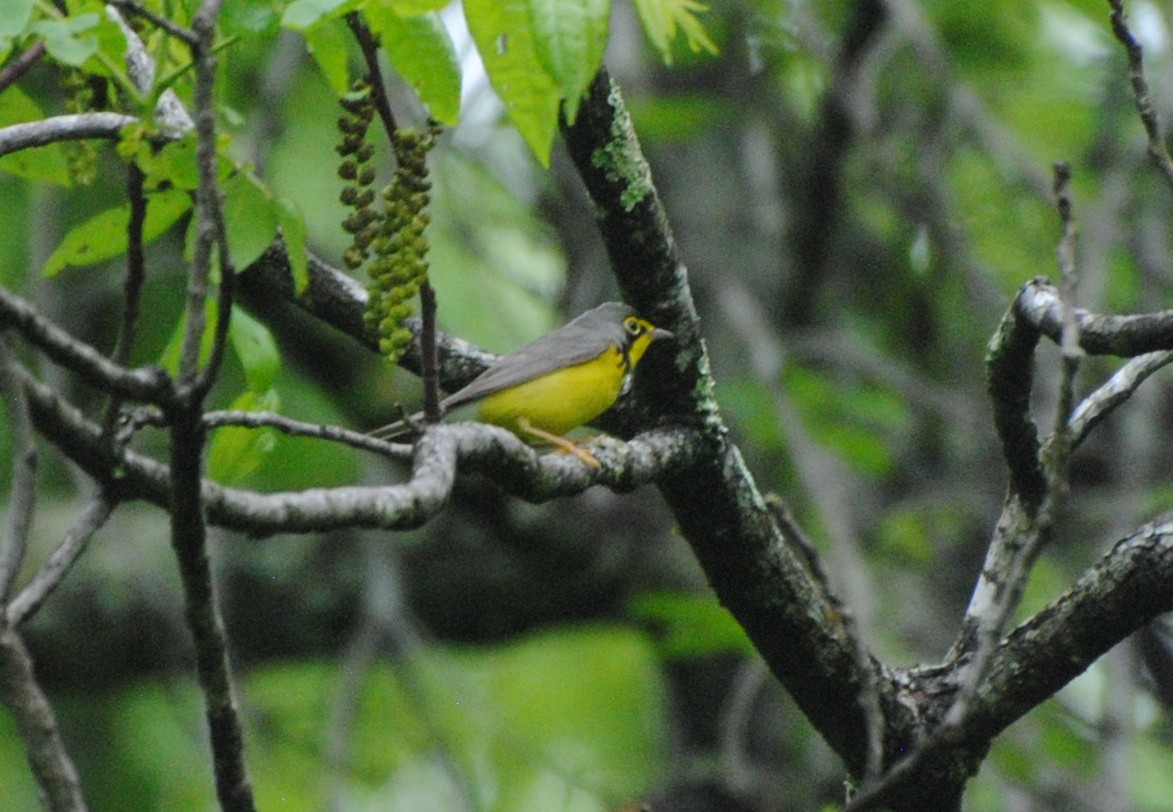 Canada Warbler - ML101693651