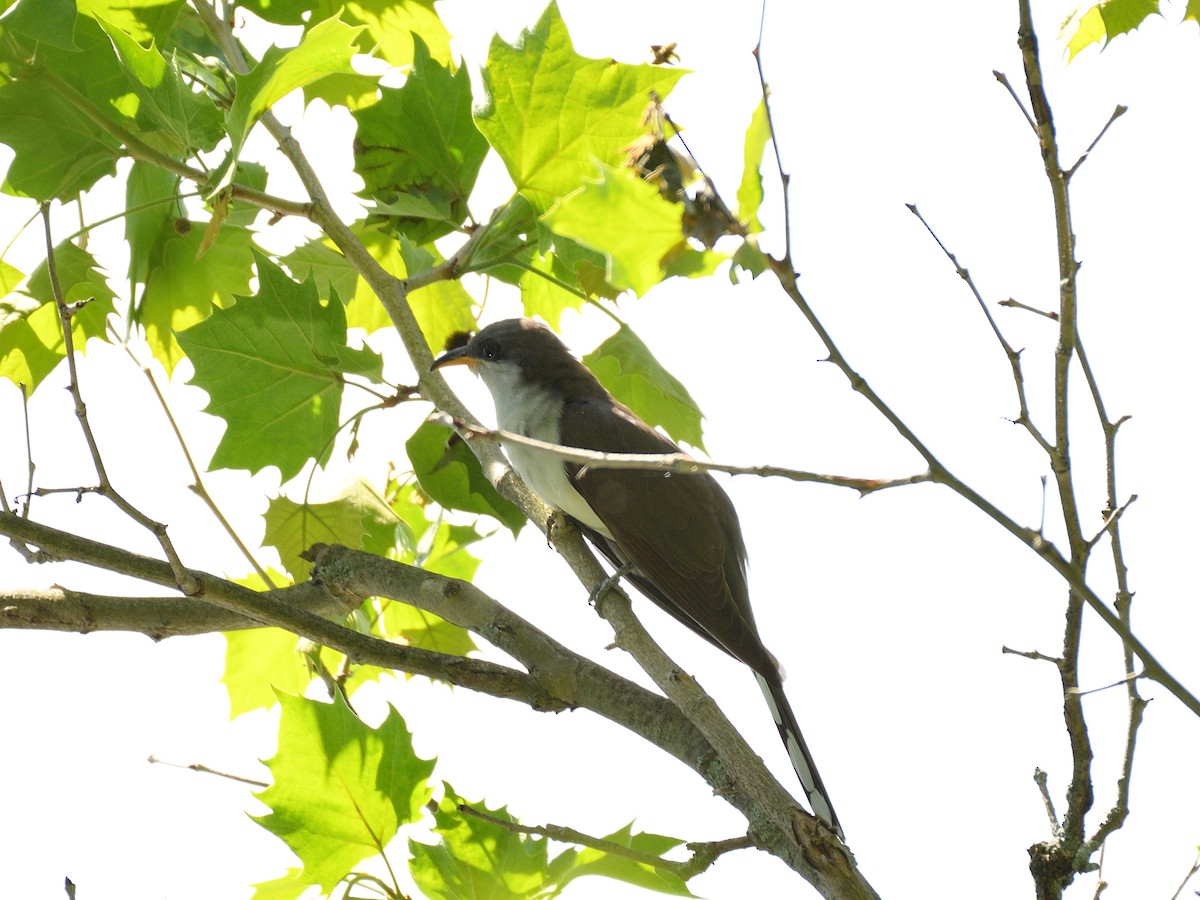 Yellow-billed Cuckoo - ML101694831