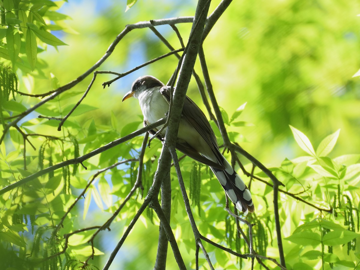 Yellow-billed Cuckoo - ML101694841