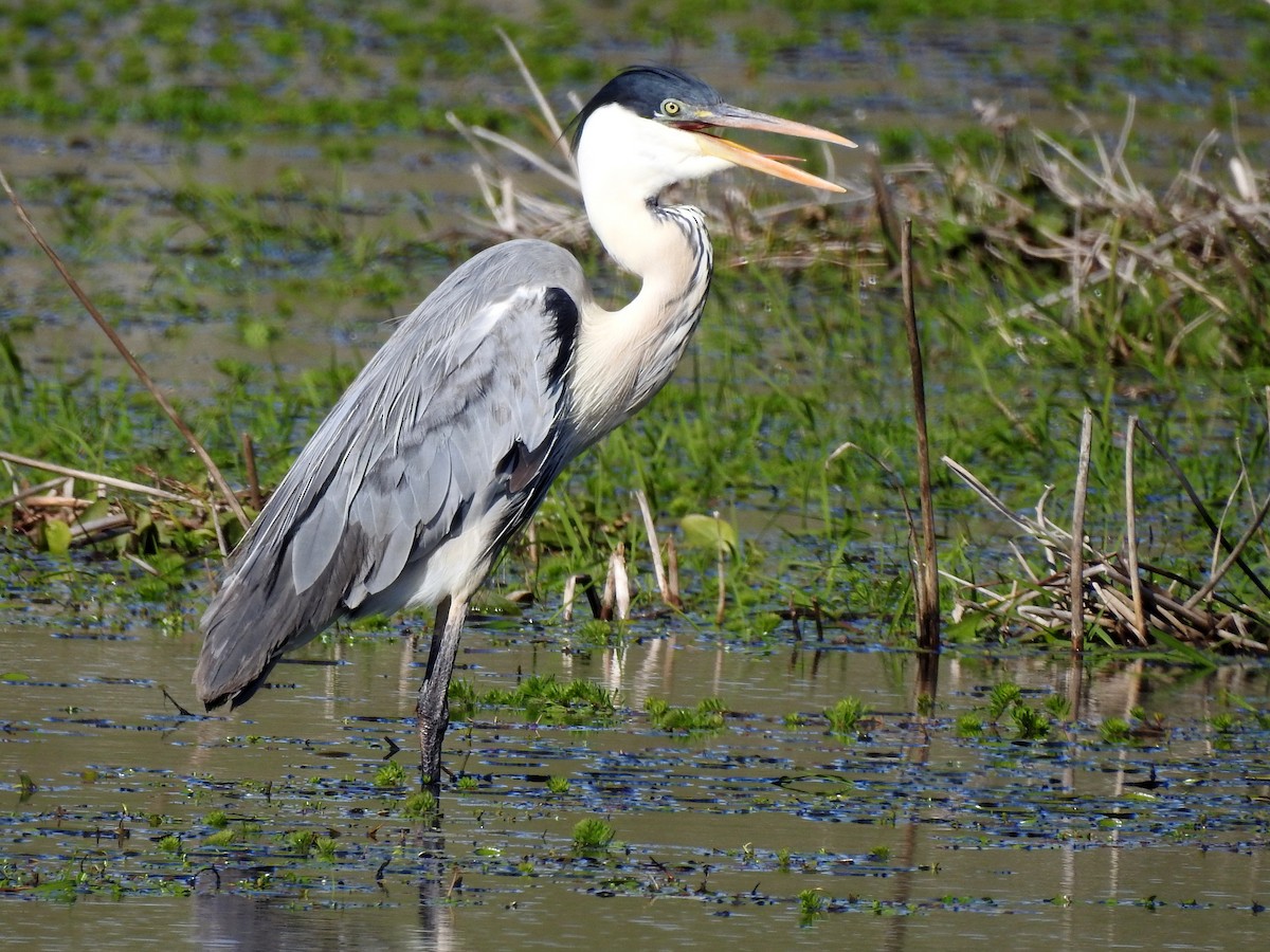 Cocoi Heron - Carlos Crocce