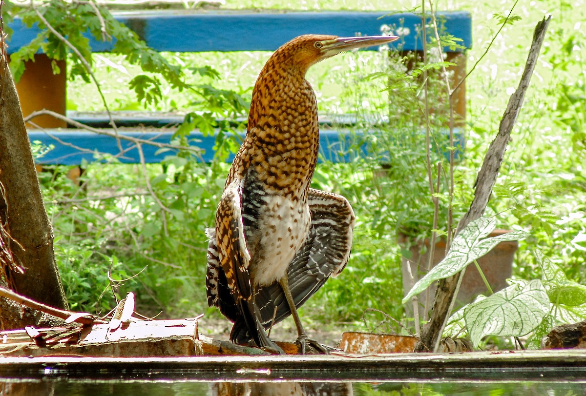 Rufescent Tiger-Heron - ML101696081