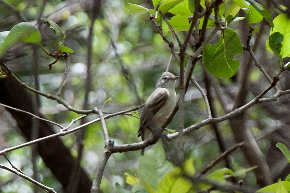 Southern Beardless-Tyrannulet - ML101696821