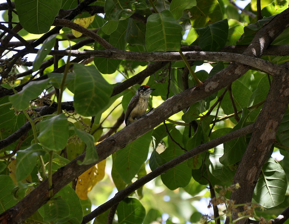 Ochraceous Piculet - Evaldo Nascimento