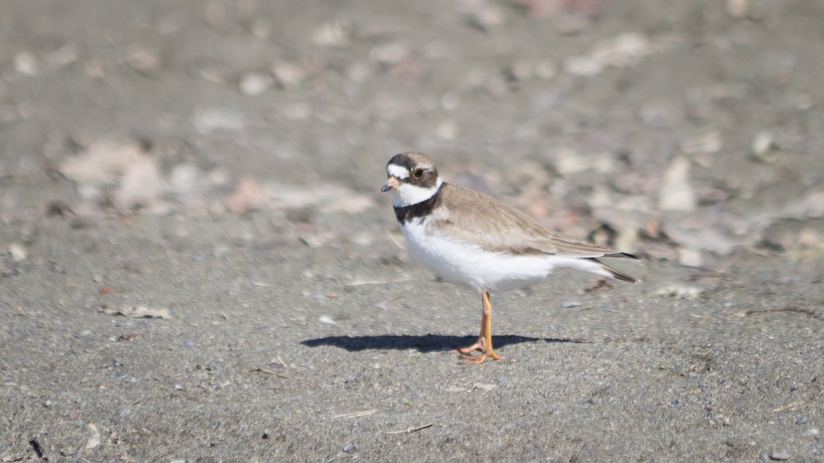 Semipalmated Plover - ML101699911