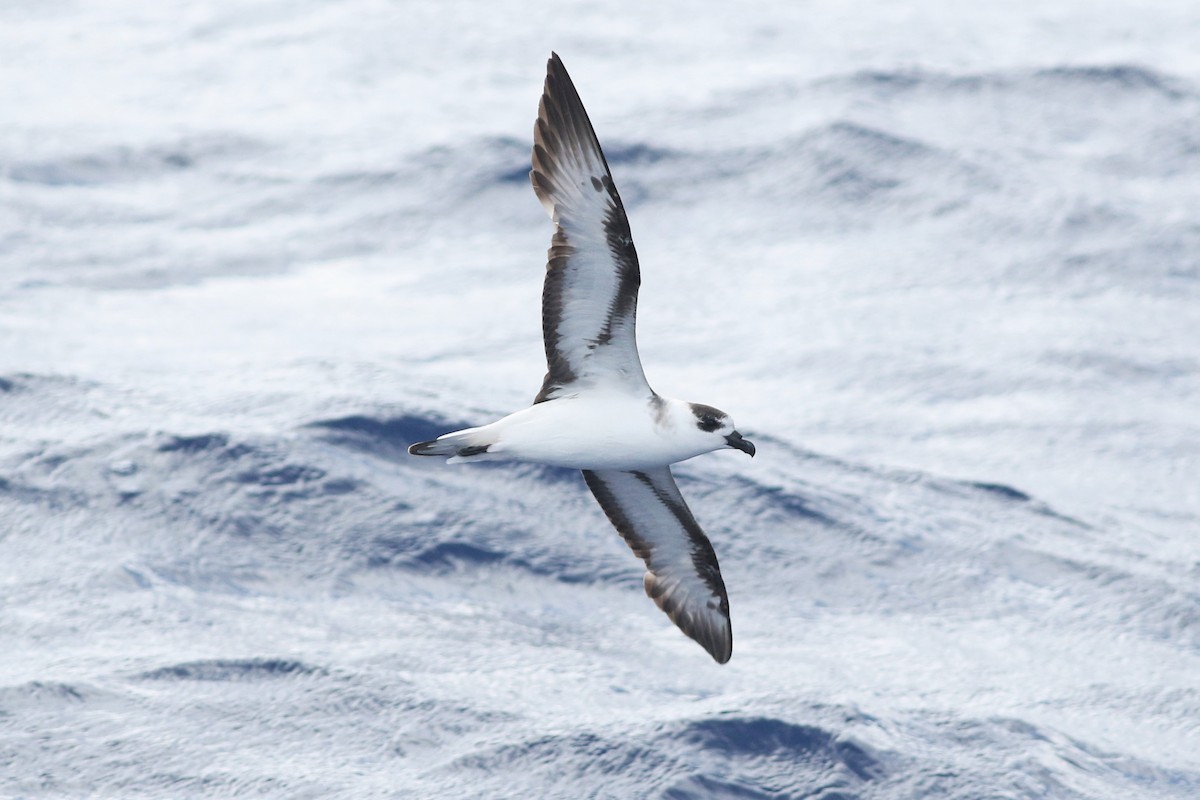 Black-capped Petrel - ML101701991