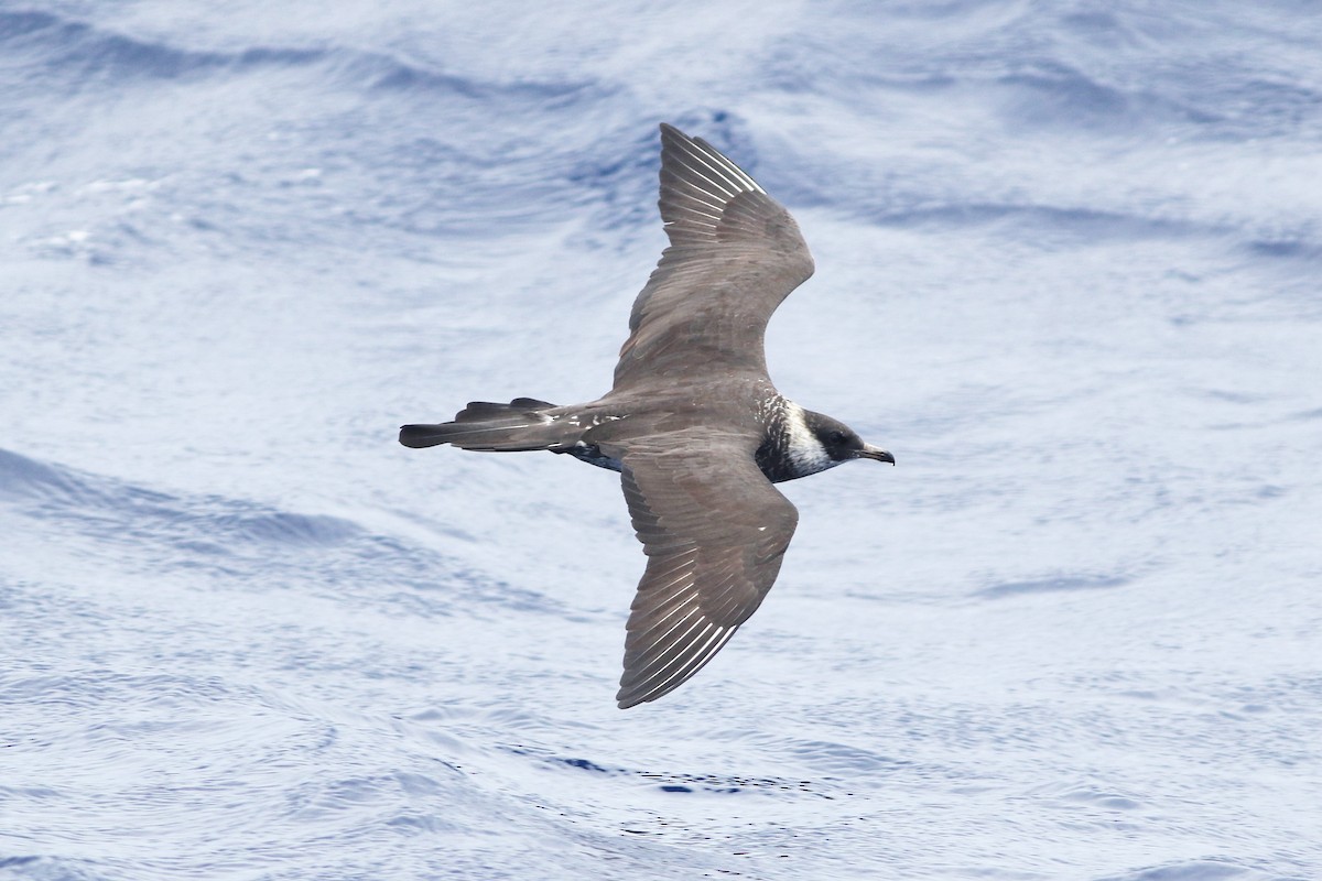 Pomarine Jaeger - Peter Flood