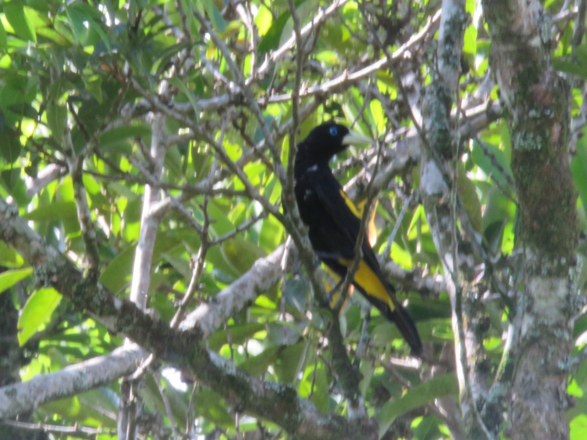 Yellow-rumped Cacique - ML101702761