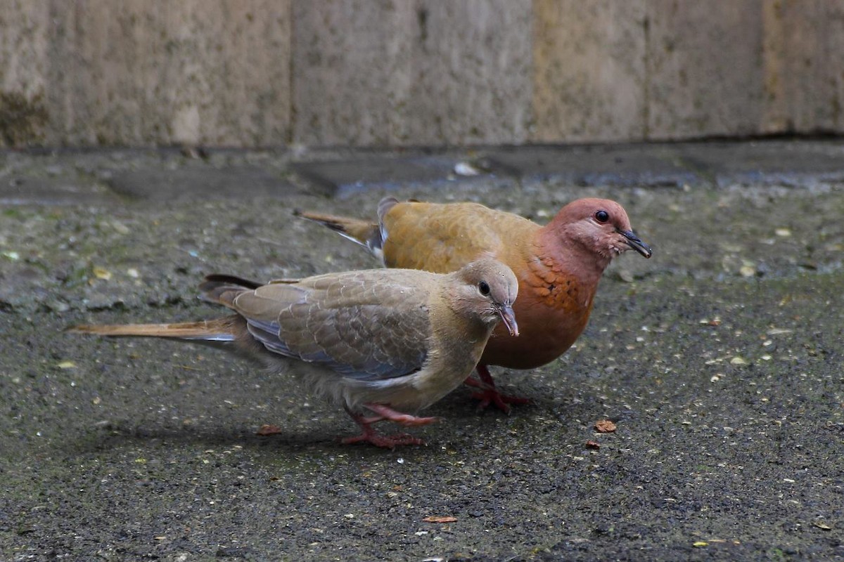 Tórtola Senegalesa - ML101702891