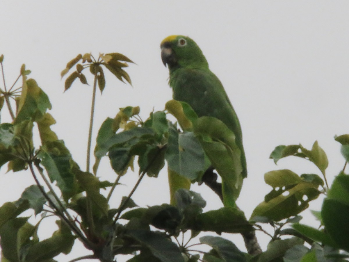 Yellow-crowned Parrot - ML101704201